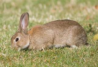 Lapins