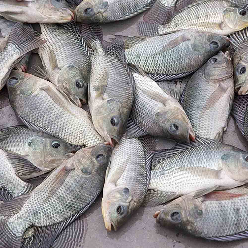 Poissons