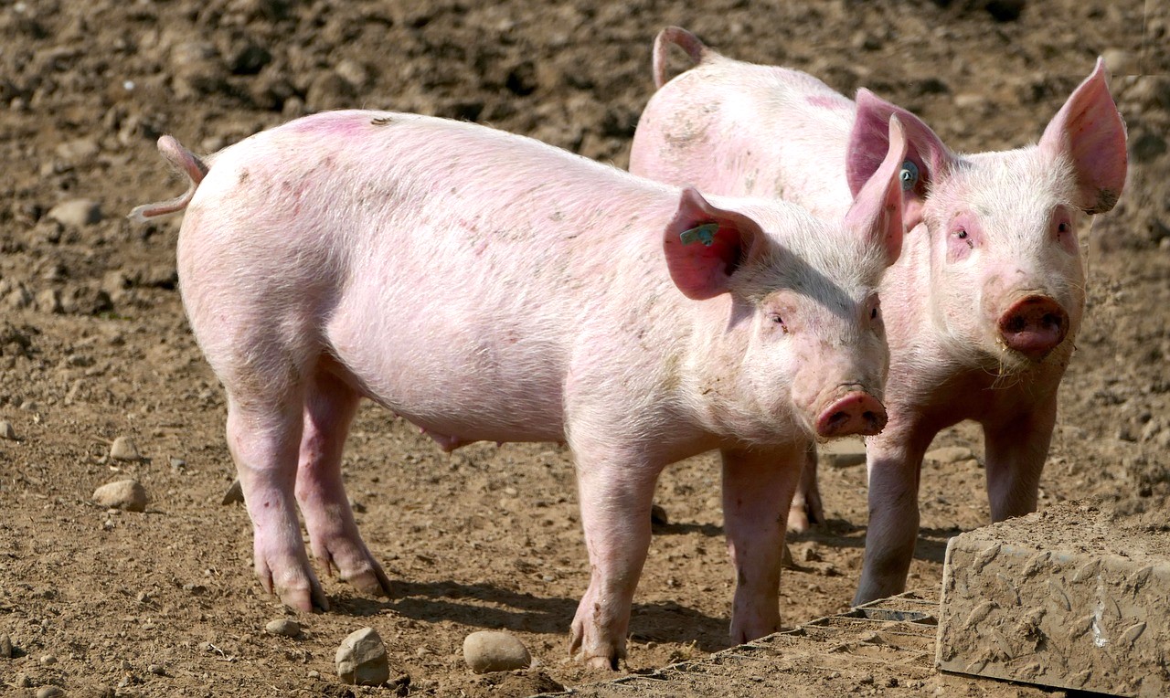 Porcins